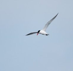 Fototapeta na wymiar Caspian Tern in Flight on Blue Sky