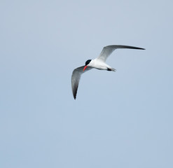 Caspian Tern in Flight on Blue Sky