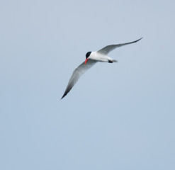 Caspian Tern in Flight on Blue Sky