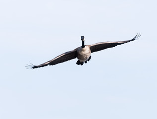 Canada Goose in Flight
