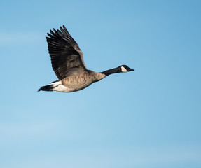Canada Goose in Flight on Blue Sky