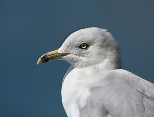 Ring-billed Gull Portrait