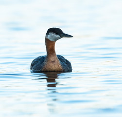 Fototapeta premium Red Necked Grebe Swimming