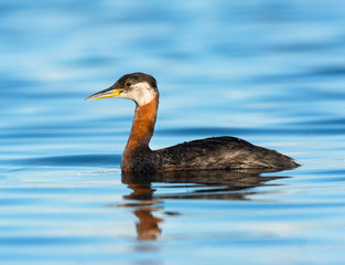 Red Necked Grebe Swimming