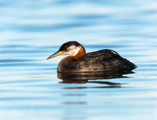 Red Necked Grebe Swimming