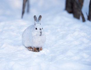 White Snowshoe Hare in Winter © FotoRequest