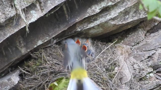 Gebirgsstelze f&uuml;ttert Junge im Nest