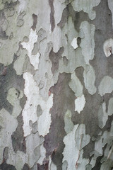 Bark platan background.
