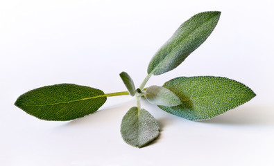 Sage (salvia) sprig