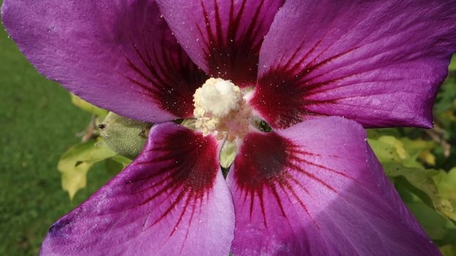 Blooming Hibiscus, Hibiscus blossom, rosa-sinensis