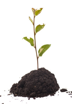 Tree growing in  soil isolated on  white background