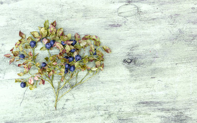 Blueberry bush on a wooden background