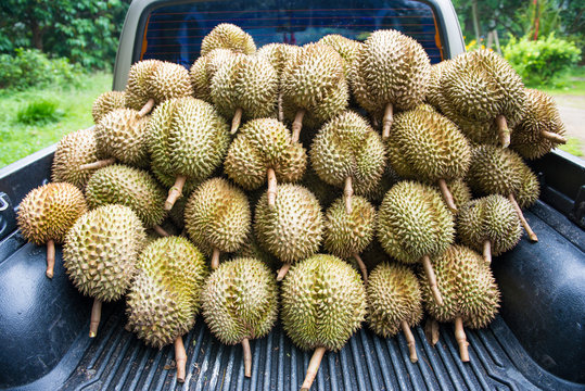 pile of fresh durain from garden on car