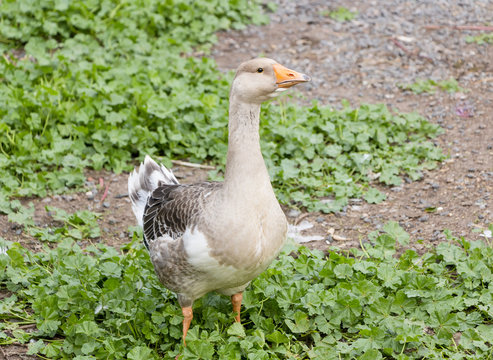 Young goose from poultry farm