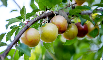 Organic plums