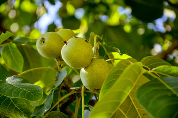 walnuts on a tree