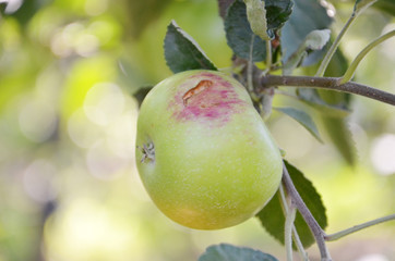 Apples damaged by hail storm