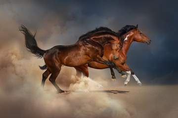 Fototapeta na wymiar Pinto and bay horse run gallop in sand dust