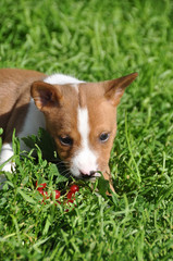 Nice Basenji dog puppy and red currant berries
