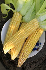 Homemade golden corn cob ready to grill