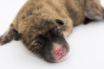 One day for newborn pup