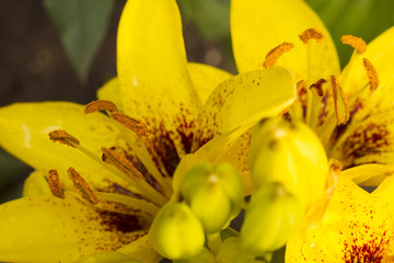 Yellow lily flowers.