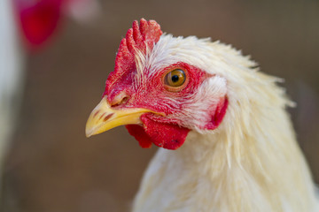 retrato de gallo en el corral