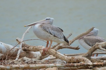 Pélican à dos rosé 
