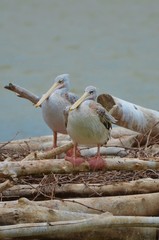 Pélican à dos rosé 

