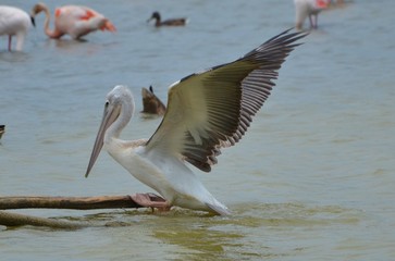 Pélican à dos rosé 