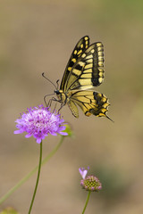 Farfalla gialla