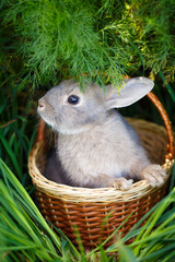 dwarf rabbit