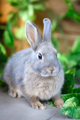 dwarf rabbit