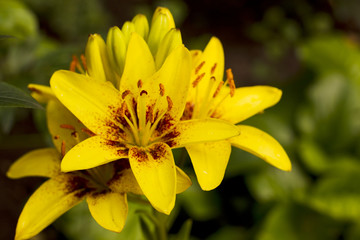 Yellow lily flowers.