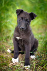 Naklejka premium purebred puppy