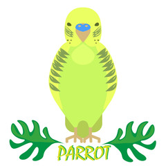 Parrot isolated front view on white. Green bird with jungle