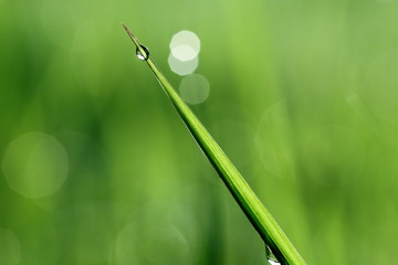 A Blade of Grass with Dew in the Morning, illustrating Concept of Natural Green Environment 