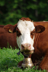 animal de la ferme - portrait de vache