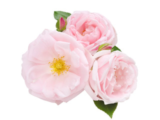 Three pale pink roses isolated on white