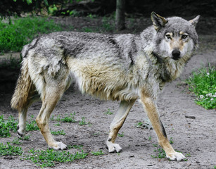 wolf in forest