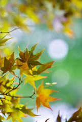 Maple Leaves in Autumn Season