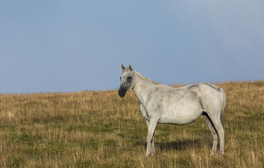 cheval gris