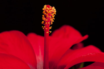  Hibiscus Rosso Pistilo