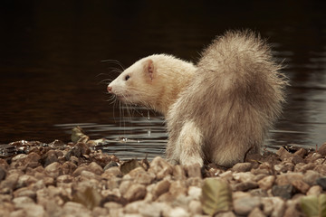 Champagne ferret near lake