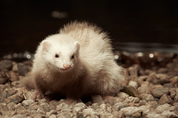 Cute champagne ferret