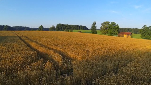 Flight over a ripe grain field in summer