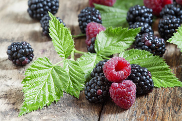 Fresh ripe raspberries and blackberry with large leaves on the o