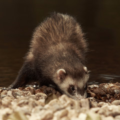 Ferret exploring ground