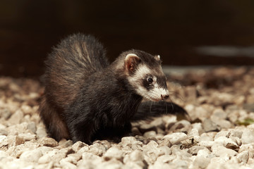 Fototapeta premium Ferret in natural color