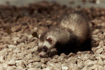 Ferret looking for something tasty